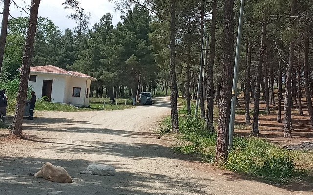 Şiddetli Rüzgâr Alarmı: Çamlık Mesire Alanı Geçici Olarak Kapatıldı